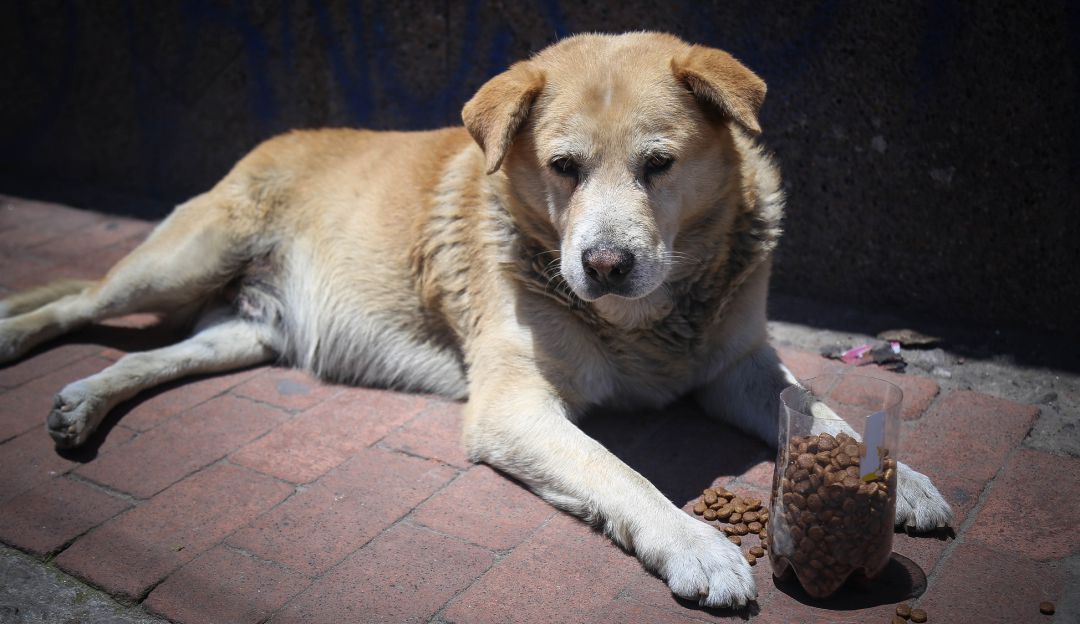 Atención a perros y gatos Atención a perros y gatos