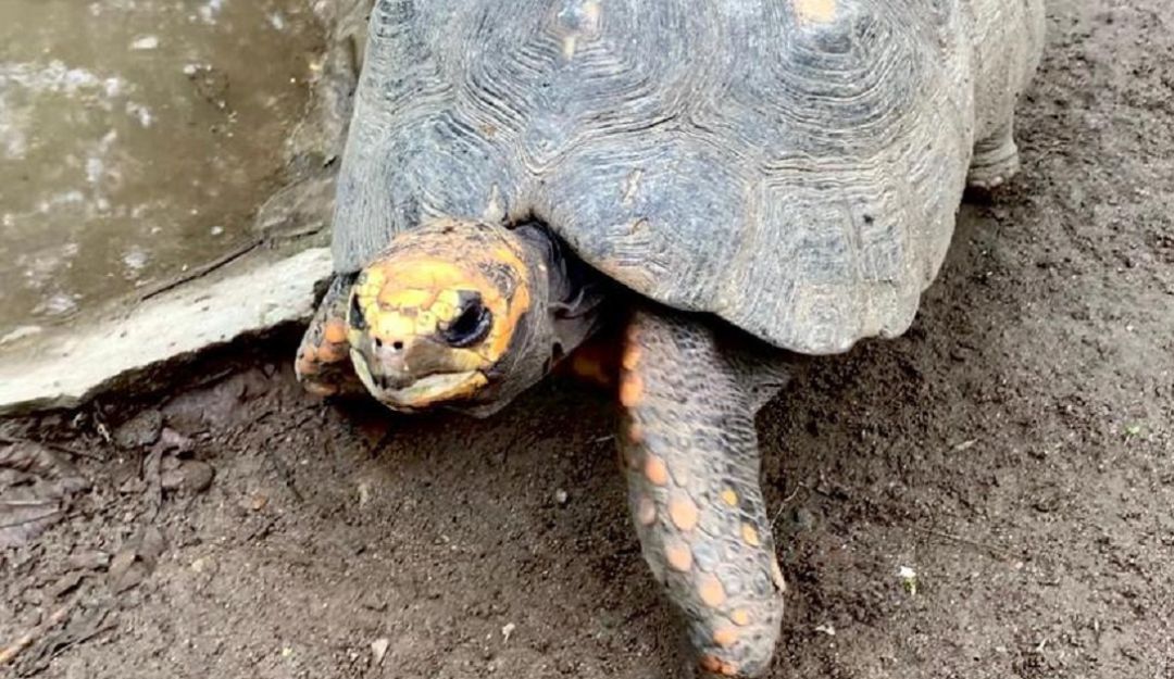 Las tortugas fueron rescatadas y recuperadas en el departamento del Quindío y ahora libereadas en su hábitat natural Las tortugas fueron rescatadas y recuperadas en el departamento del Quindío y ahora libereadas en su hábitat natural