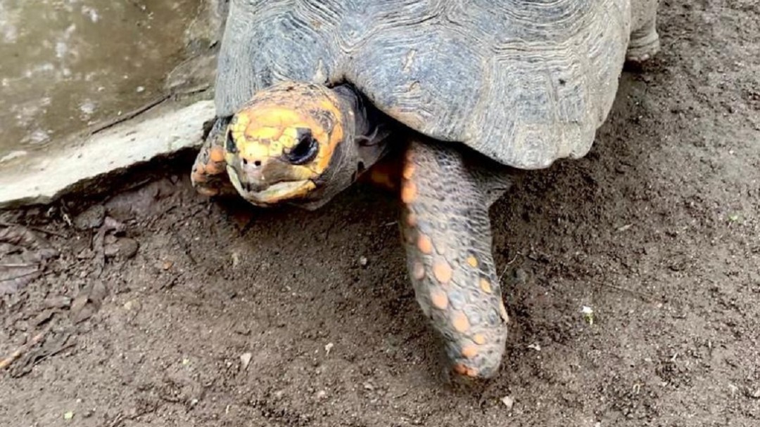 102 Animales silvestres rescatados en Quindío, liberados en Aguachica,Cesar