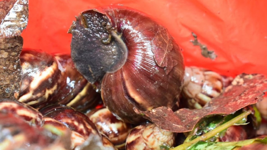 Alerta por proliferación del caracol gigante africano en Quindío
