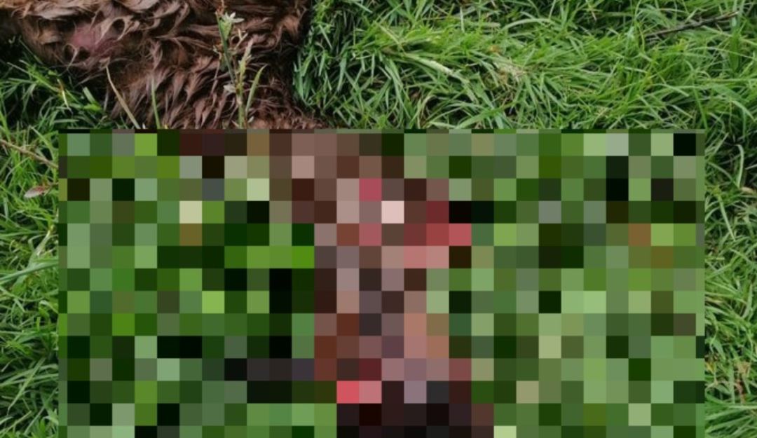 Llama asesinada Llama asesinada