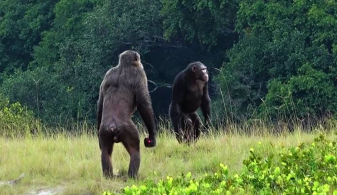 Dos machos adultos de la comunidad Rekambo del Proyecto Chimpancé Loango en Gabón revisando el área. Dos machos adultos de la comunidad Rekambo del Proyecto Chimpancé Loango en Gabón revisando el área.