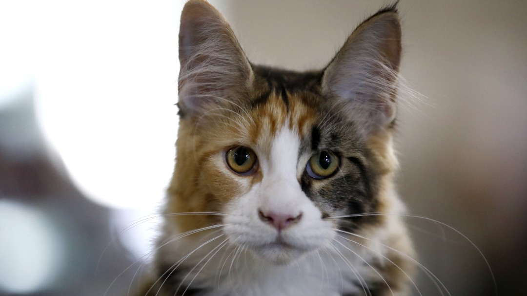 Taiwán aplicó eutanasia a 154 gatos hallados en operación de contrabando