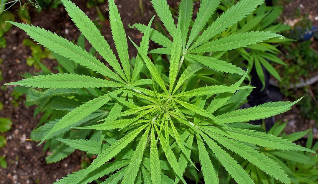Aprobado en primer debate proyecto para regular cannabis de uso recreativo Aprobado en primer debate proyecto para regular cannabis de uso recreativo