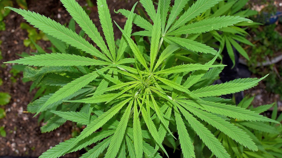 Aprobado en primer debate proyecto para regular cannabis de uso recreativo