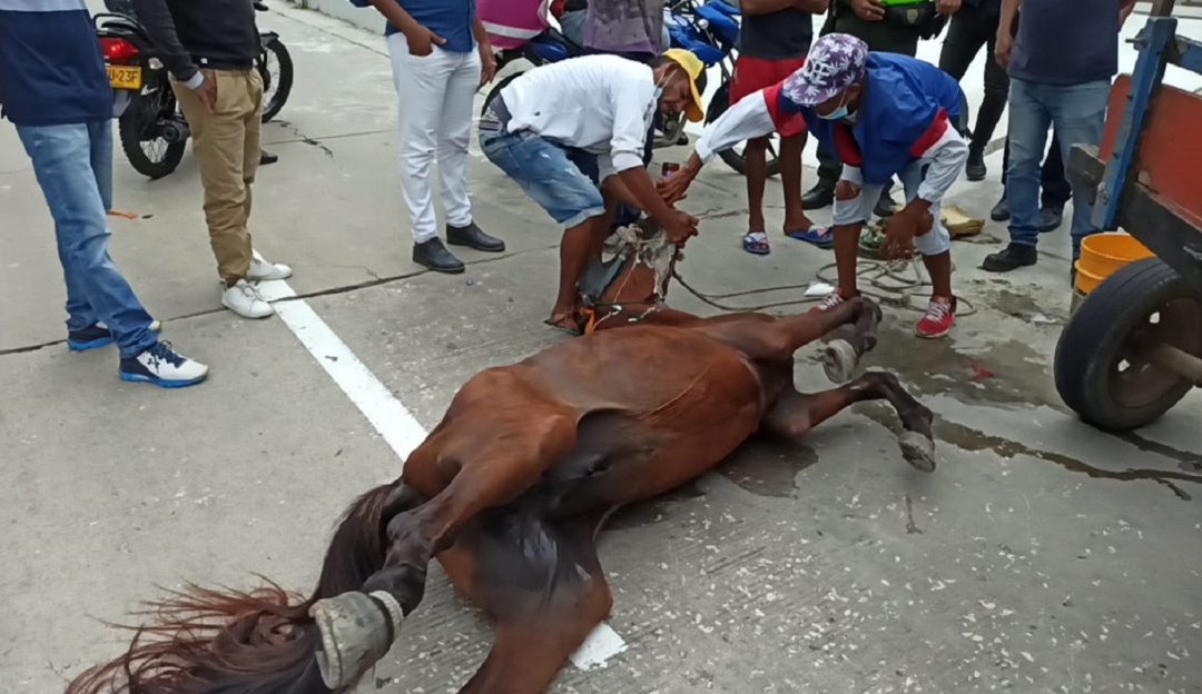 Momento en que le dan cerveza al caballo. Cortesía Momento en que le dan cerveza al caballo. Cortesía