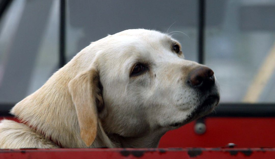 Perros Perros
