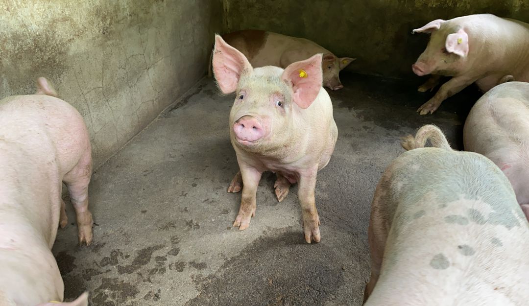 Trabajo con residuos porcínos. Asociación Cultivando Semilleros de Paz Trabajo con residuos porcínos. Asociación Cultivando Semilleros de Paz
