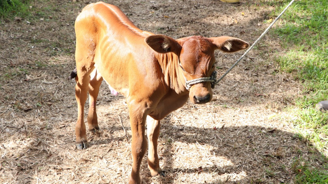 Nació Eva, de un cruce que busca carnes de mejor calidad