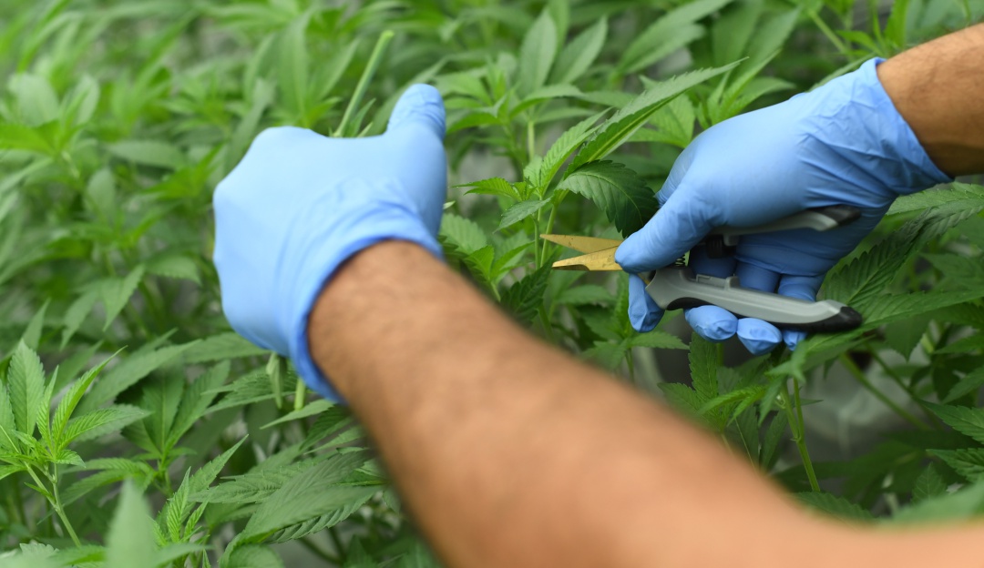 Foto de referencia Cannabis Foto de referencia Cannabis