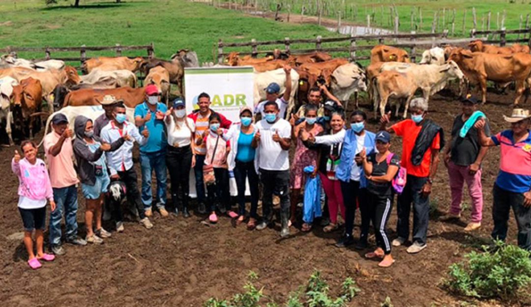 La iniciativa de la ADR contempla asistencia durante la producción y comercialización de leche y semovientes La iniciativa de la ADR contempla asistencia durante la producción y comercialización de leche y semovientes