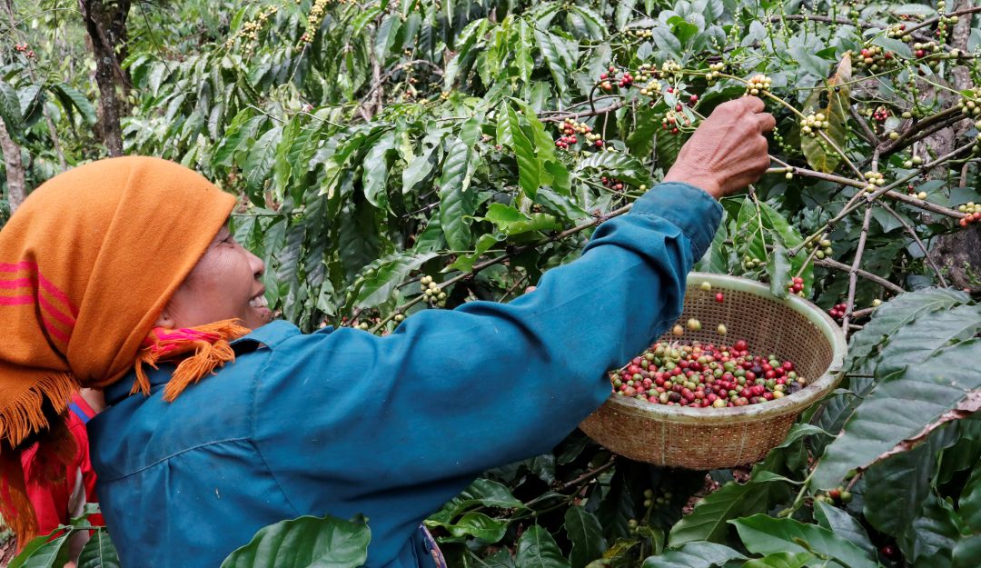 Producción de café en Vietnam Producción de café en Vietnam