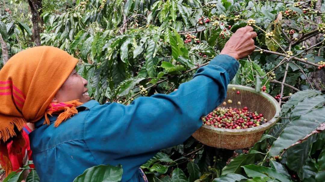 Confinamiento en Vietnam pone en riesgo producción y suministro de café