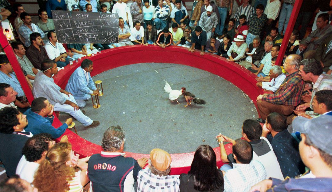 Pelea de gallos Pelea de gallos