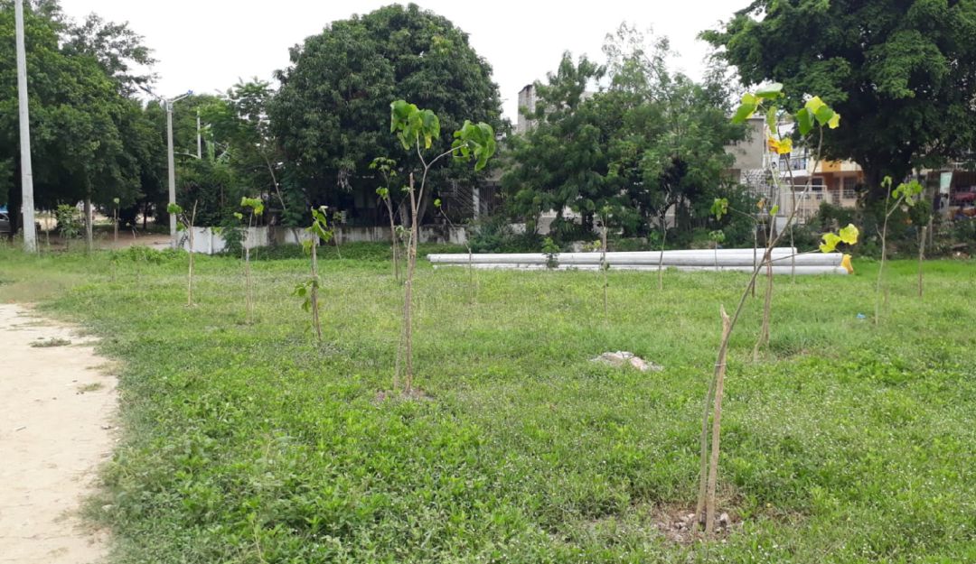 Los árboles arrancados son de las especies ceiba, mamón y cacahuate, en los cuales se evidenció la intención de evitar su crecimiento. Los árboles arrancados son de las especies ceiba, mamón y cacahuate, en los cuales se evidenció la intención de evitar su crecimiento.
