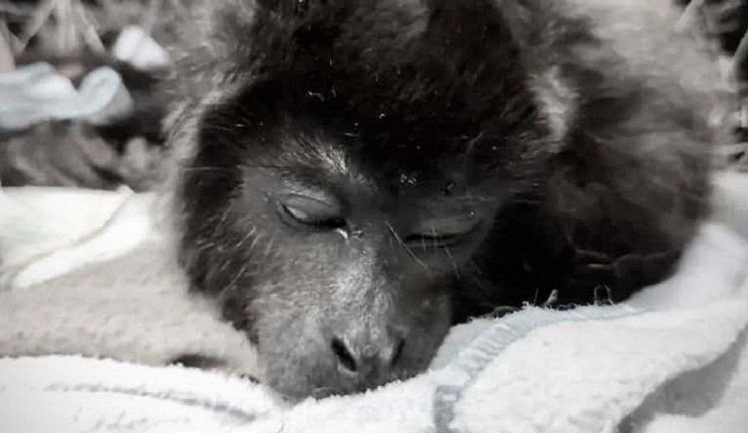 El animal que es una de las especies en vía de extinción había ingresado al Centro de Atención y Valoración de Fauna Silvestre de Cortolima. El animal que es una de las especies en vía de extinción había ingresado al Centro de Atención y Valoración de Fauna Silvestre de Cortolima.