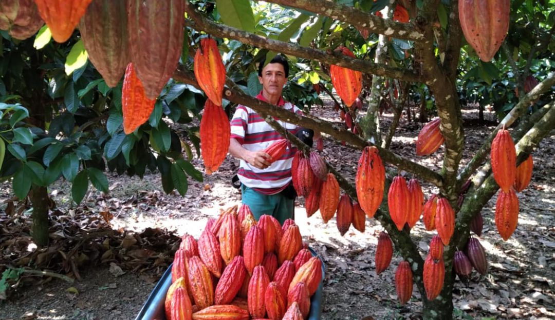Leonel Murillo entre sus cultivos que le permitieron el premio Cacao de Oro 2021 Leonel Murillo entre sus cultivos que le permitieron el premio Cacao de Oro 2021