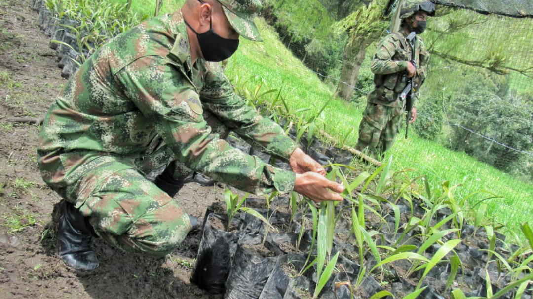 Crean vivero de Palma de Cera en el Tolima