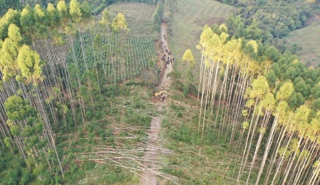 10 fincas forestales han sido invadidas de manera violenta 10 fincas forestales han sido invadidas de manera violenta