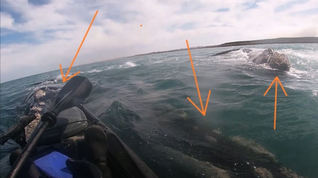 Una ballena llevó a pasear a un kayakista en Argentina en su lomo