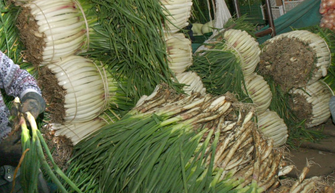 Cebolla larga. Imagen de referencia Cebolla larga. Imagen de referencia