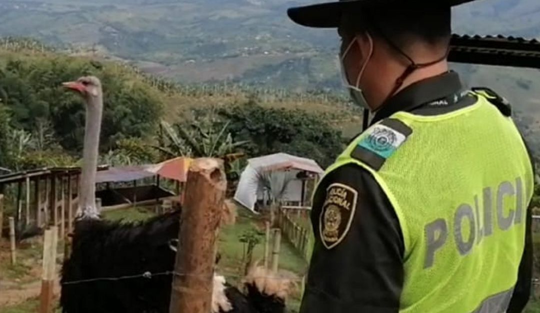 Rescatan cinco aves mantenidas en cautiverio ilegalmente Rescatan cinco aves mantenidas en cautiverio ilegalmente