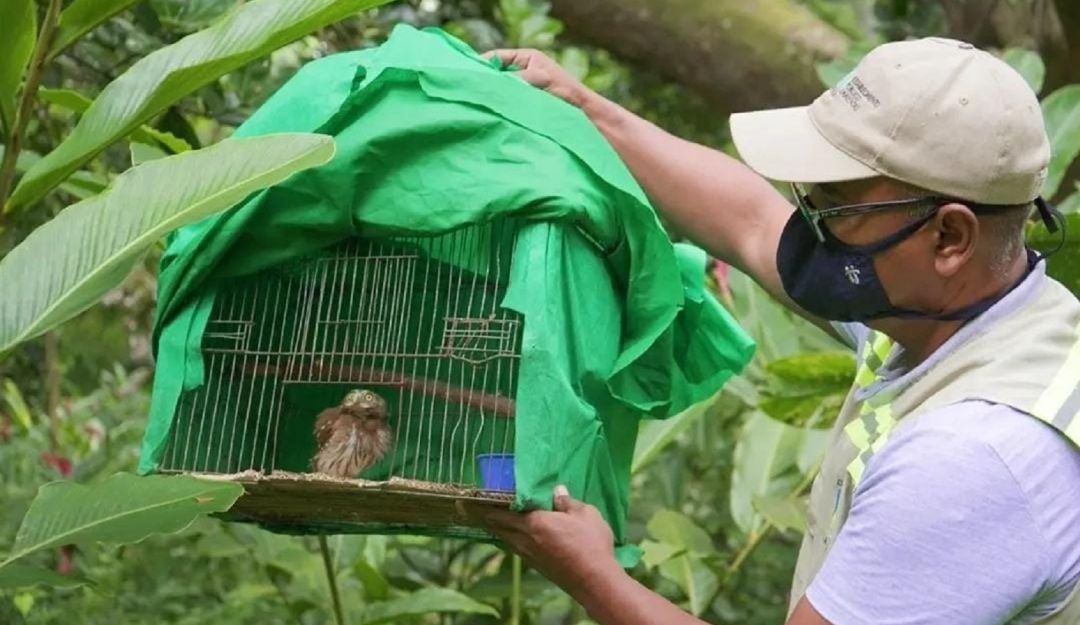 Un búho pigmeo, un oso hormiguero, dos periquitos cascabelitos, 12 canarios, cinco pirras y dos rositas, fueron algunas de las especies liberadas Un búho pigmeo, un oso hormiguero, dos periquitos cascabelitos, 12 canarios, cinco pirras y dos rositas, fueron algunas de las especies liberadas