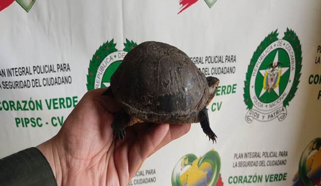 Tortuga recuperada por la Policía de Caldas Tortuga recuperada por la Policía de Caldas