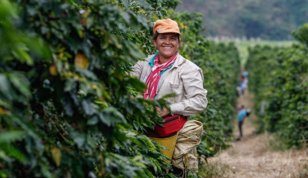 Ayuda a caficultores Ayuda a caficultores