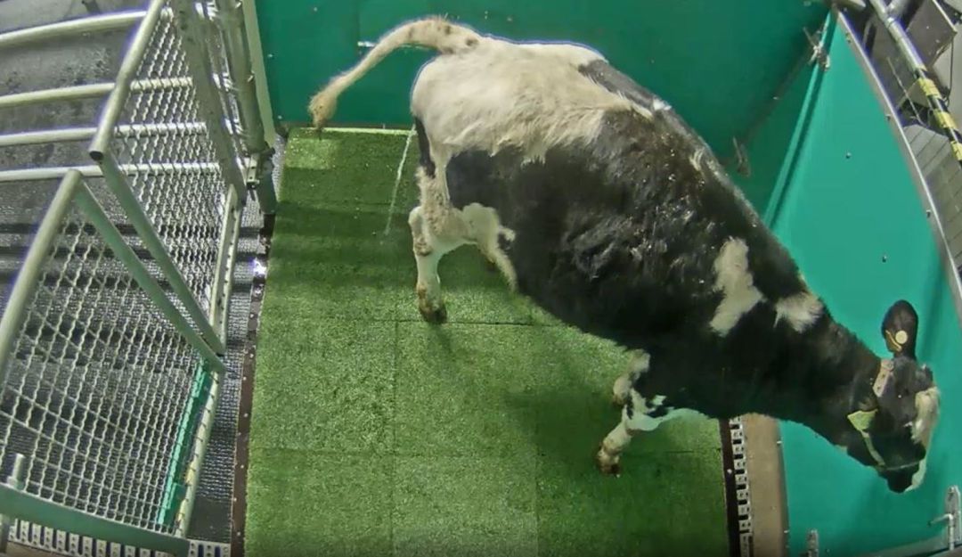 Escena de una vaca orinando en la letrina para reducir emisiones Escena de una vaca orinando en la letrina para reducir emisiones
