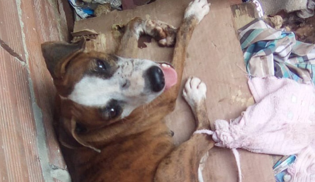 Perrita atacada. Cortesía Perrita atacada. Cortesía