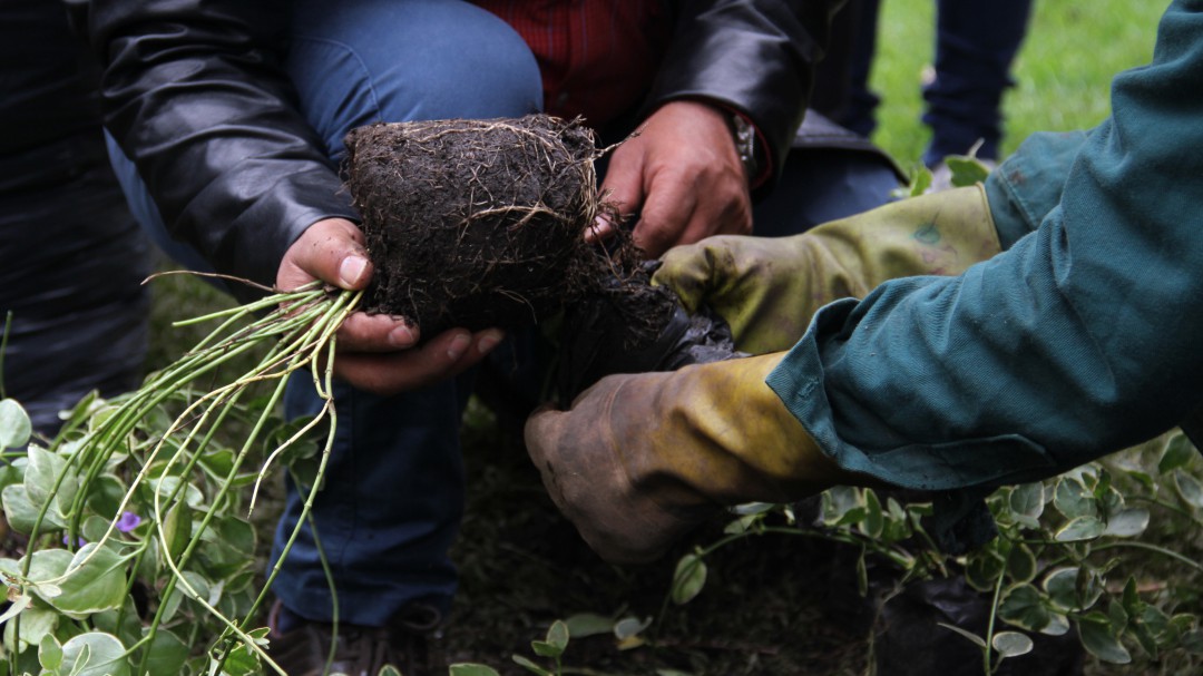 En Bogotá se tendrán que sembrar 5 árboles por uno talado