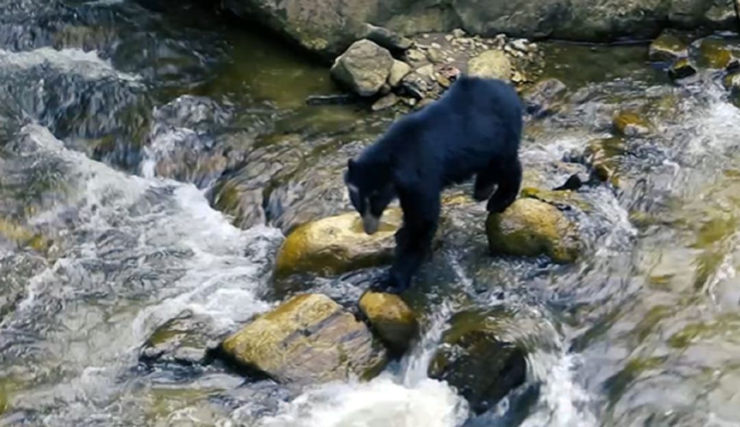 Avistamiento de Oso Andino en el río Las Ceibas Avistamiento de Oso Andino en el río Las Ceibas
