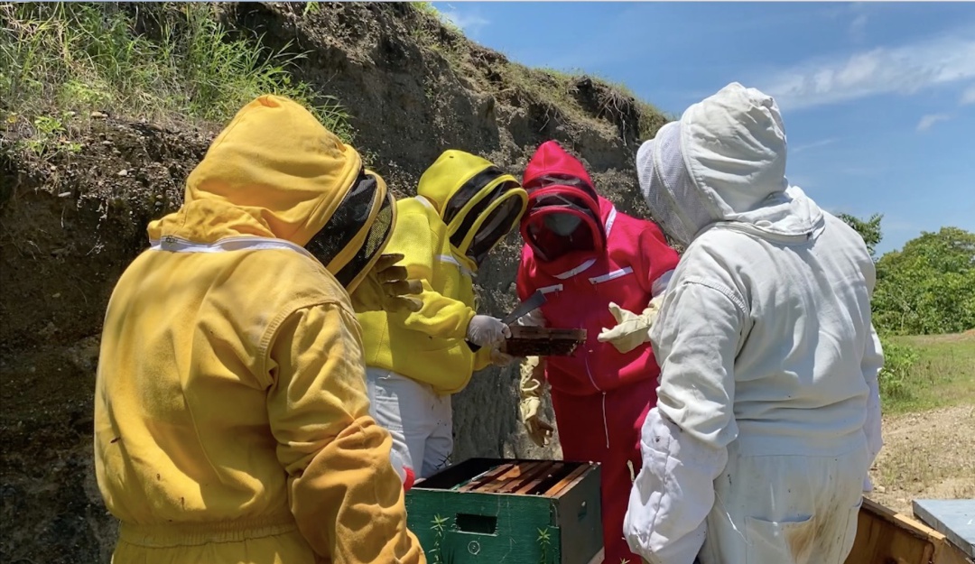Las heroínas de la apicultura en Montes de María Las heroínas de la apicultura en Montes de María