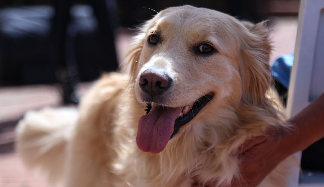 Así es el proyecto de acto legislativo que otorgaría una licencia de luto remunerada, por la muerte de su mascota Así es el proyecto de acto legislativo que otorgaría una licencia de luto remunerada, por la muerte de su mascota