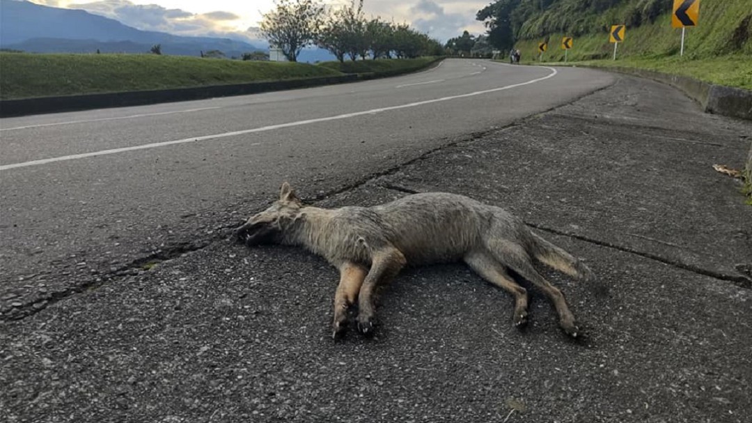 Preocupación por muerte de animales atropellados en autopistas del café