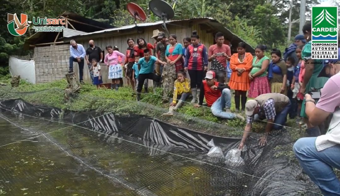 Instrucción para el desarrollo de cultivos de tilapia en comunidades indígenas de Risaralda Instrucción para el desarrollo de cultivos de tilapia en comunidades indígenas de Risaralda