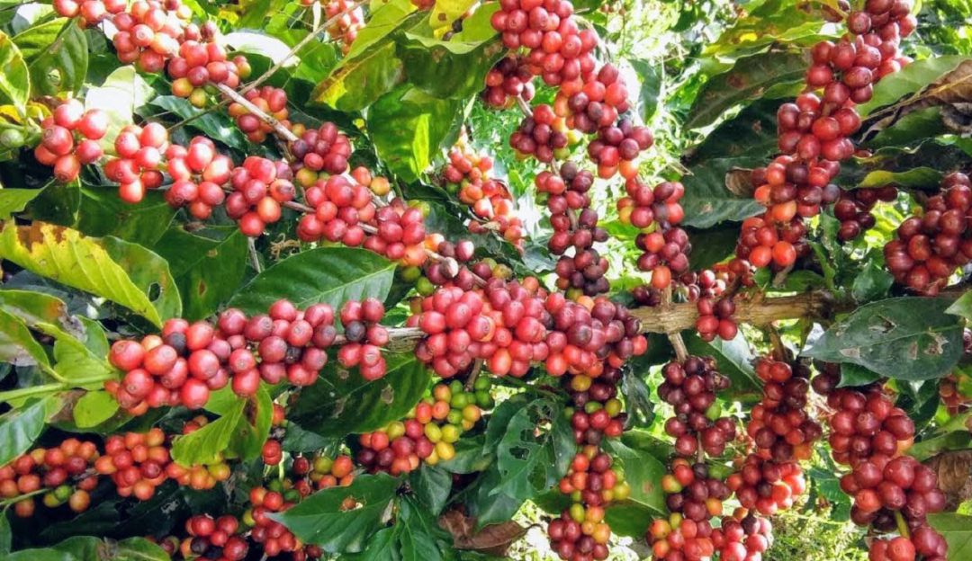 Cultivo de café Cultivo de café