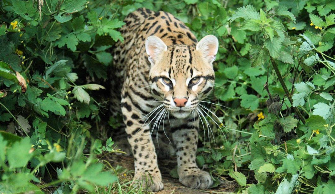 Ocelote Ocelote