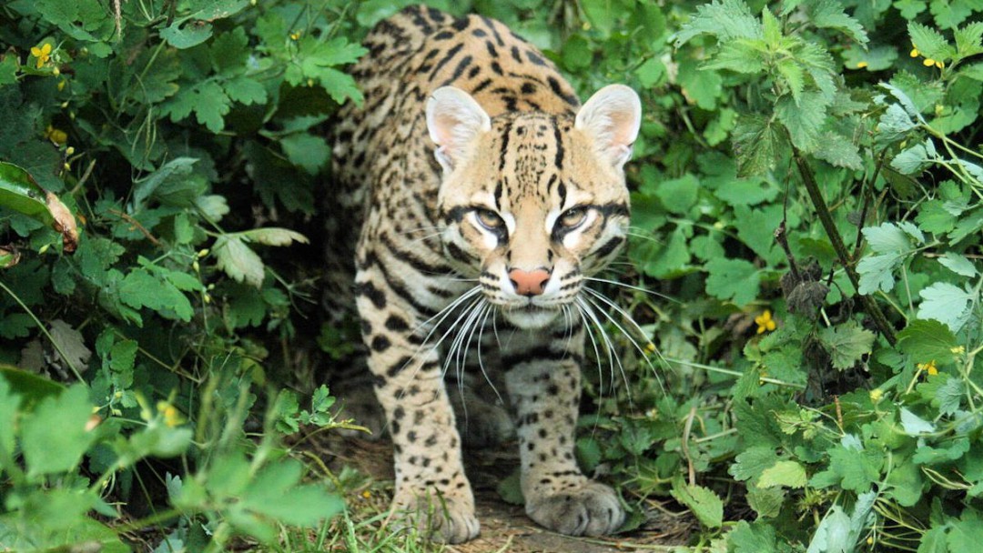 Ocelote es avistado en Risaralda y despierta admiración de investigadores