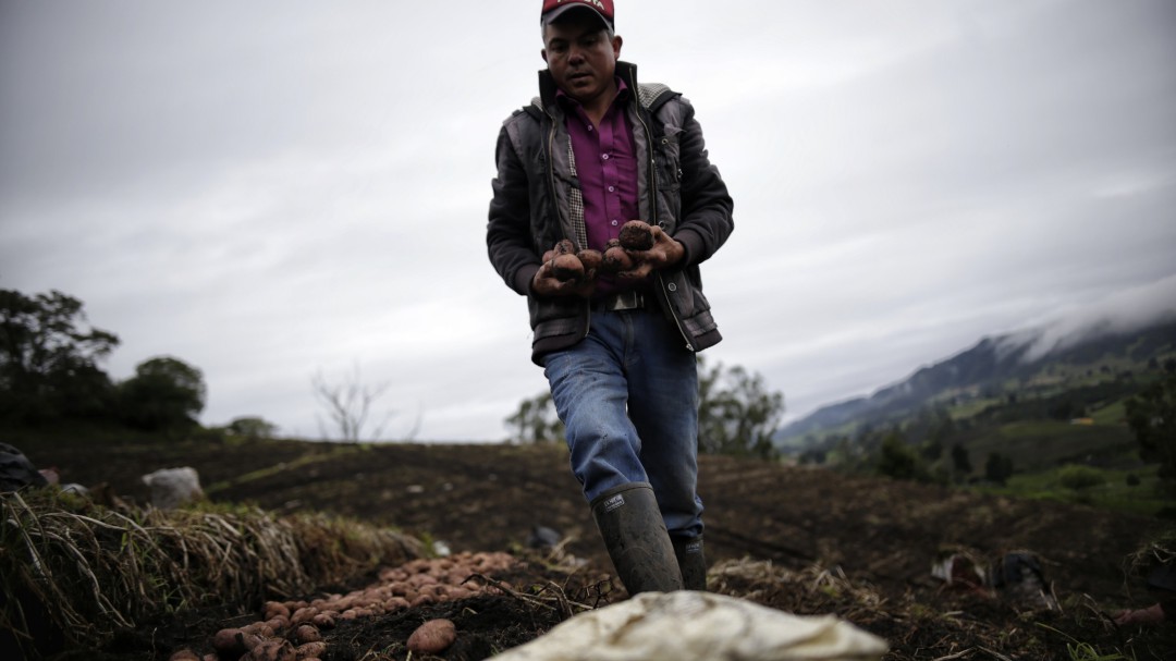 Cultivos de papa en zonas de páramo son defendidos por Fedepapa