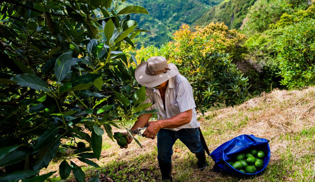 Producción agropecuaria. Imagen de referencia Producción agropecuaria. Imagen de referencia