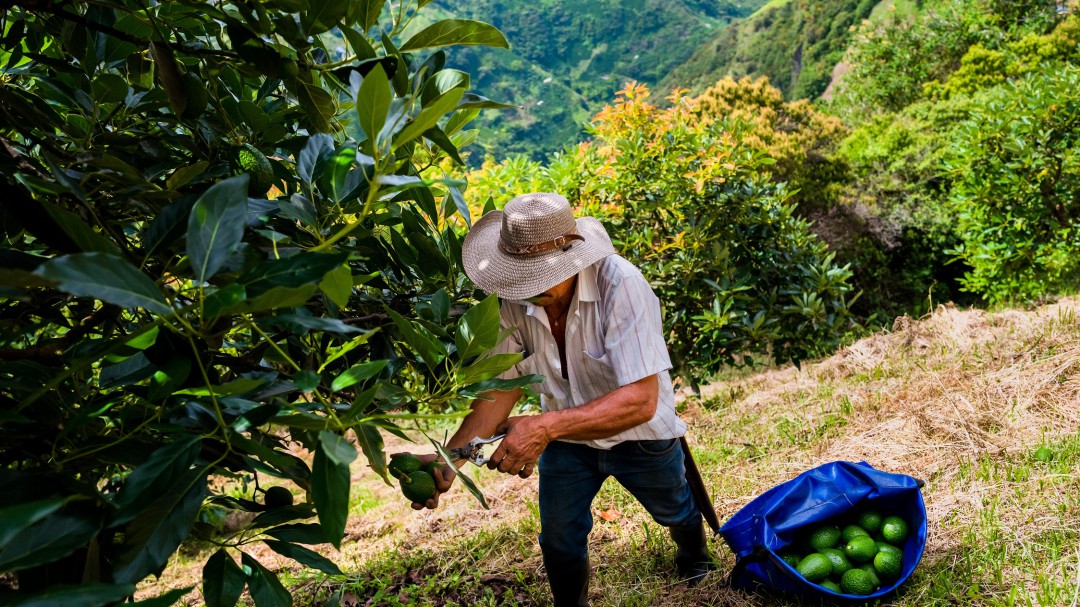 ¿Está creciendo el sector agropecuario de Colombia?