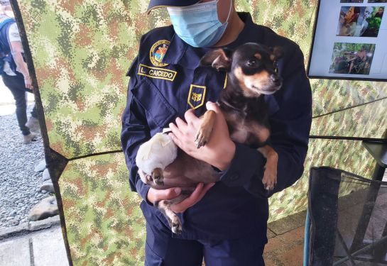 Mascota del temido cabecilla 'Fabián', una perra Pincher Mascota del temido cabecilla 'Fabián', una perra Pincher