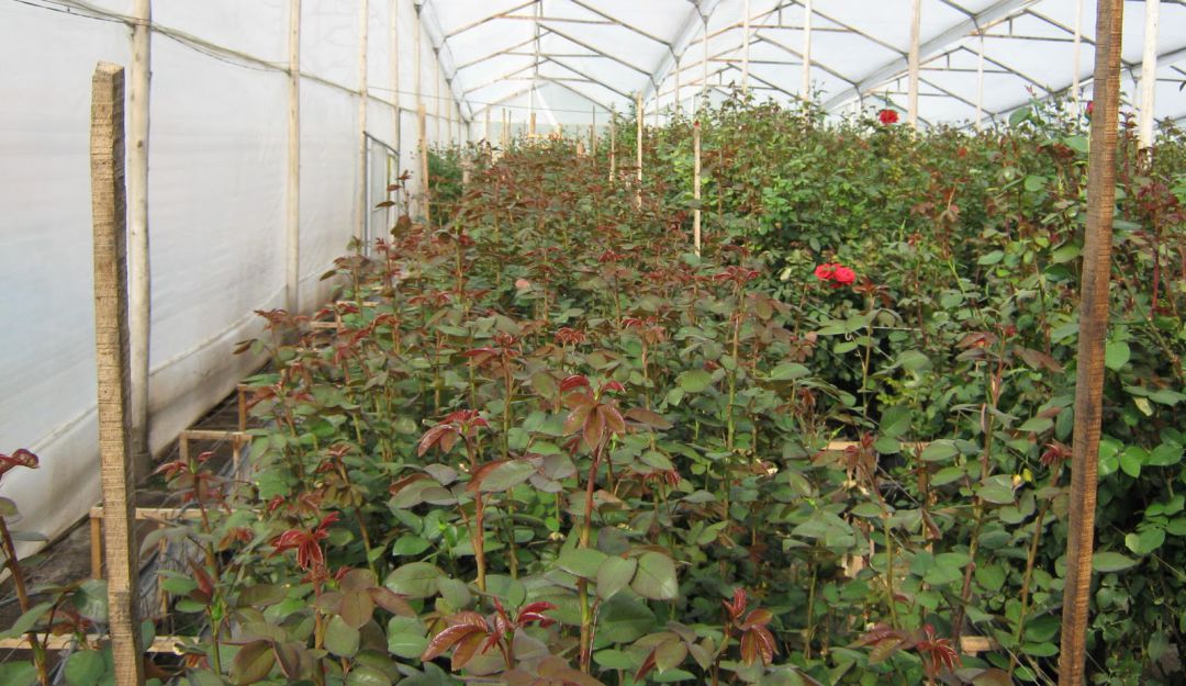 Cultivos de rosa de los invernaderos del Centro de Biotecnología Agropecuaria de Mosquera. Cultivos de rosa de los invernaderos del Centro de Biotecnología Agropecuaria de Mosquera.