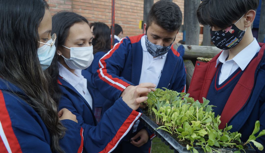 Huertas caseras en conjuntos residenciales y escuelas de Chía Huertas caseras en conjuntos residenciales y escuelas de Chía