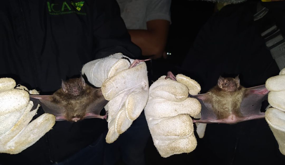 Captura de murciélagos, transmisores de rabia silvestre Captura de murciélagos, transmisores de rabia silvestre
