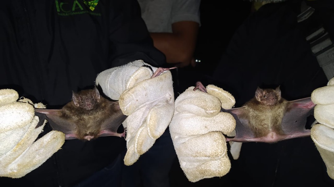 Cuidado con la rabia silvestre, puede afectar a todos los mamíferos