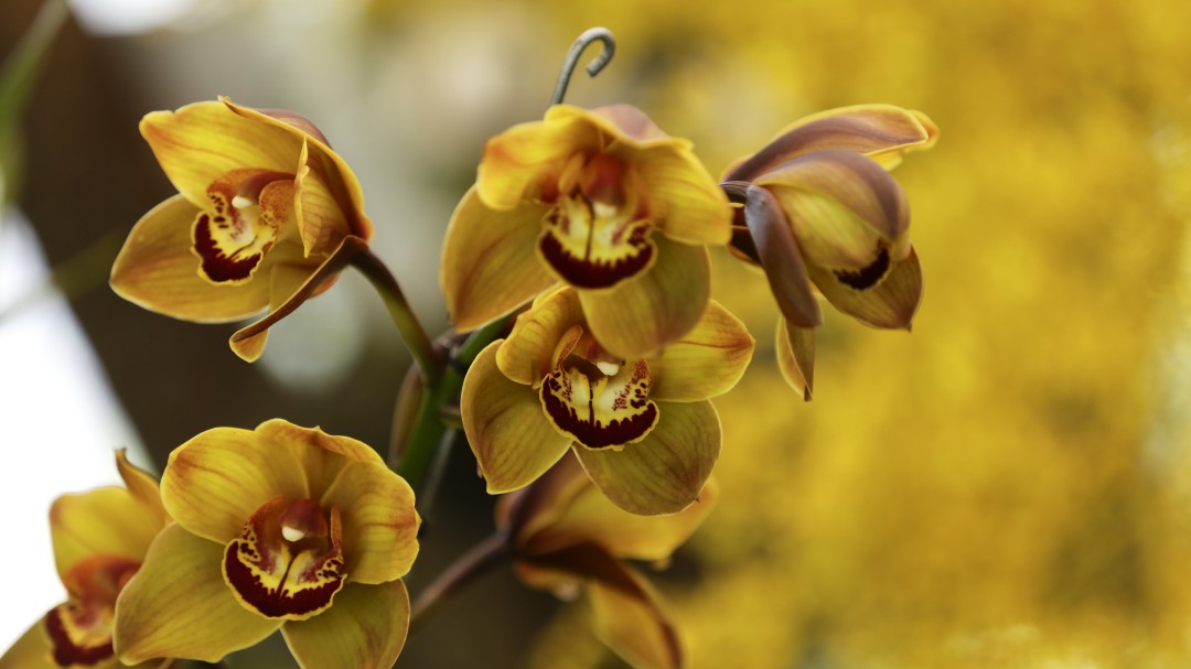 Conozca como florece la clínica de las orquídeas en Cundinamarca