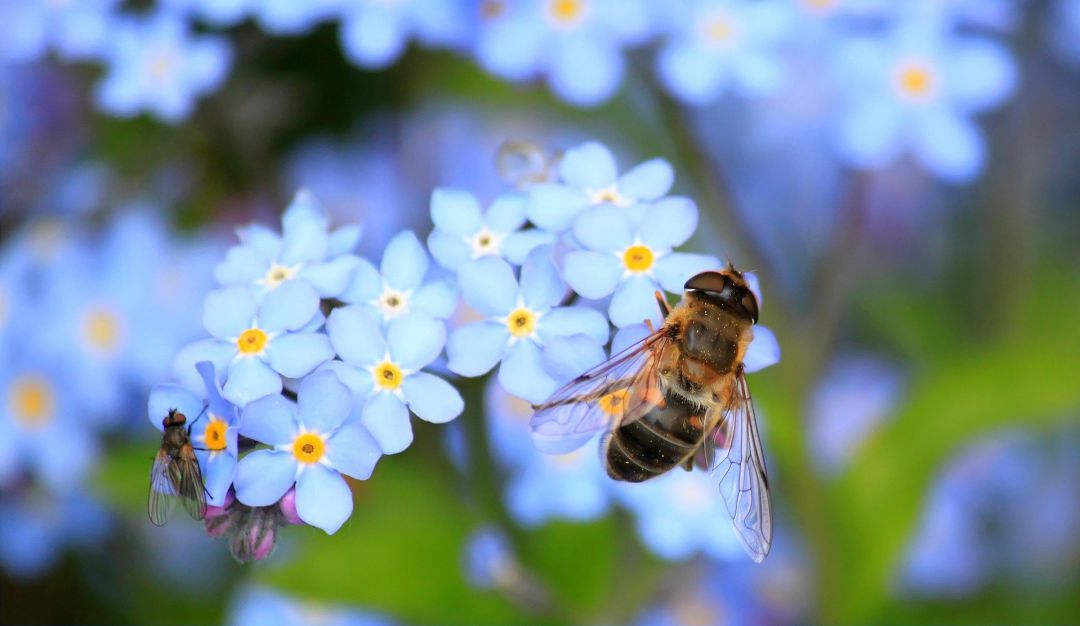 Abejas Abejas